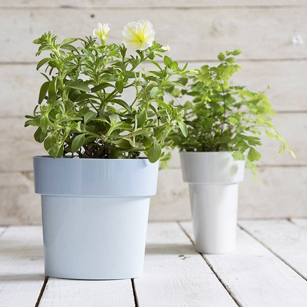 narrow pot plants Flower pot for narrow spaces