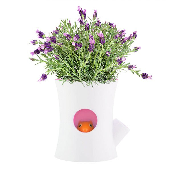 Self watering flowerpot - White log and squirrel